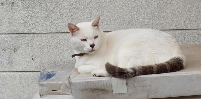 ネコ ネコ 猫,ネコ,ねこの写真素材