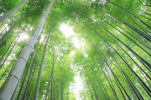 Background of growing bamboo grove, floresta de bambu, cenário, bambu, JPG