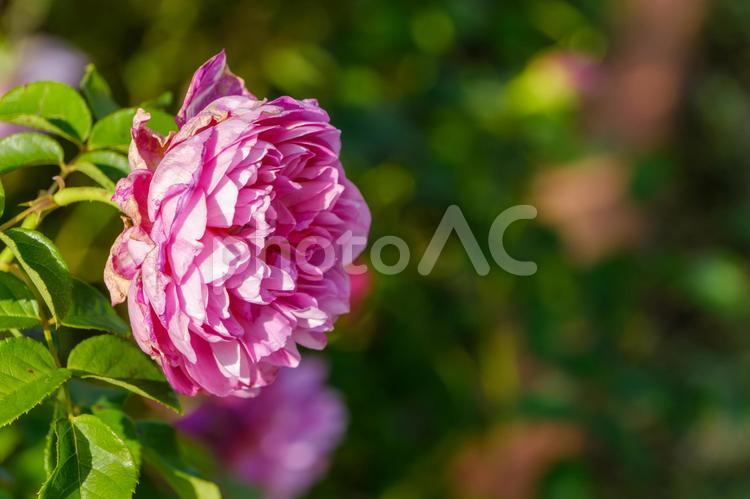 美しいピンクのバラが咲く瞬間 バラ,ピンク,花の写真素材