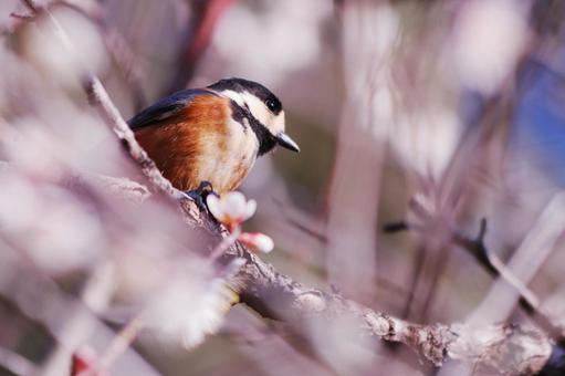 梅の枝に止まるヤマガラ 鳥,ヤマガラ,花の写真素材