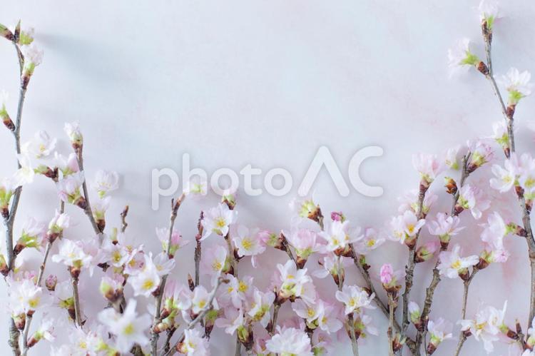 春のイメージ　さくら 春,春のイメージ,桜の写真素材