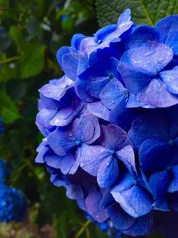 紫陽花11 紫陽花11の写真