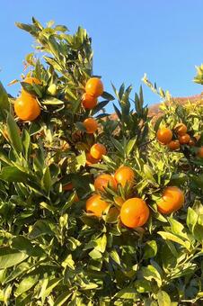 ミカン畑 広島県,大崎島,みかん畑の写真素材