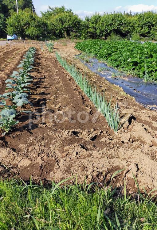 ネギの植わった畑 野菜作り,野菜栽培,ネギの写真素材