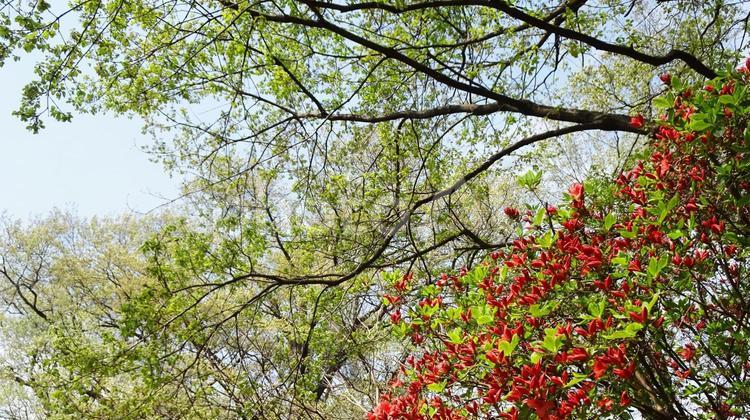 新緑と青空 新緑,森,木漏れ日の写真素材