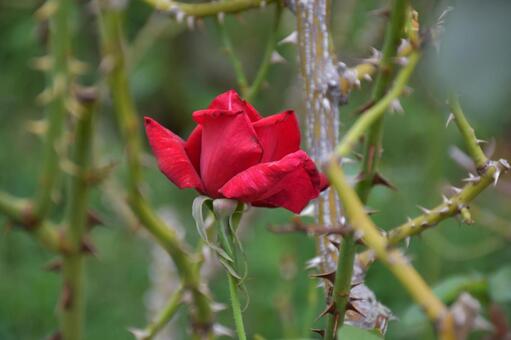 紅バラ 花,植物,風景の写真素材