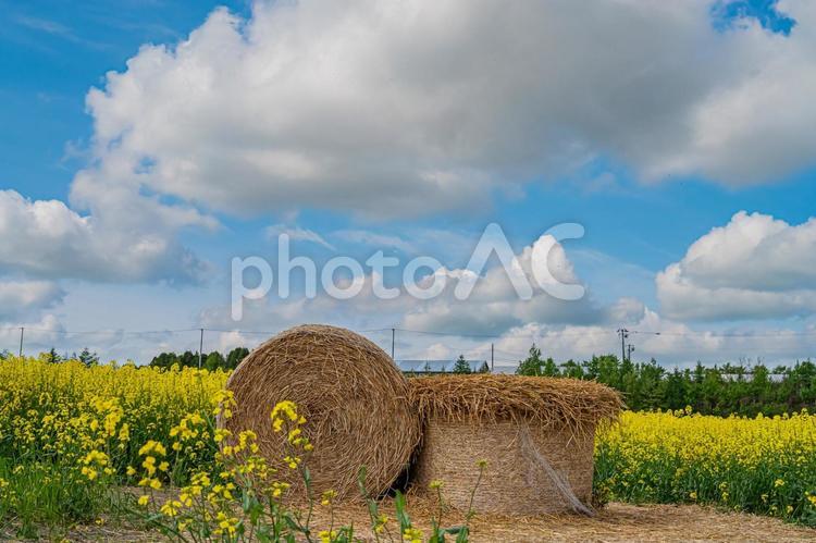 北海道　安平町の菜の花畑 北海道,hokkaido,安平の写真素材