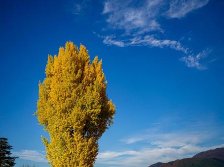 紅葉が美しい銀杏の大木 紅葉,風景,背景の写真素材