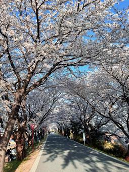 桜の写真