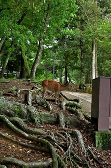 うねる根の公園に佇む鹿 鹿,公園,森の写真素材