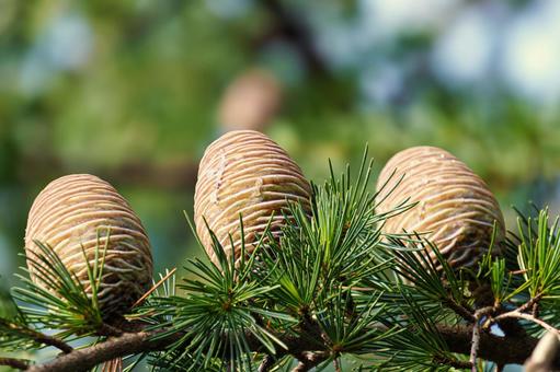 色づいたヒマラヤ杉の松ぼっくり 松,松ぼっくり,シダーローズの写真素材