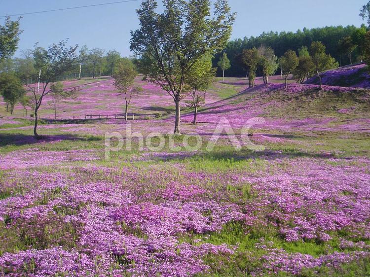 20130601滝上公園芝桜13 芝桜,滝上公園,滝上町の写真素材