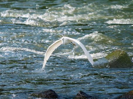 水辺を飛ぶコサギ 水辺を飛ぶコサギの写真