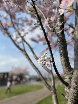 桜の花芽 桜の花芽の写真