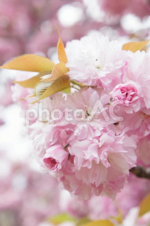 八重桜　ピンク　花枝 サクラ,さくら,ピンクの写真素材
