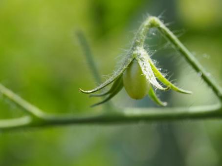 夏野菜 家庭菜園のプチトマト① 夏野菜 家庭菜園のプチトマト①の写真
