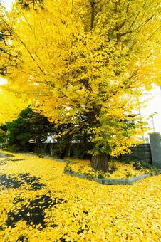 銀杏 銀杏の写真