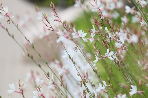 小さな花 小さな花の写真