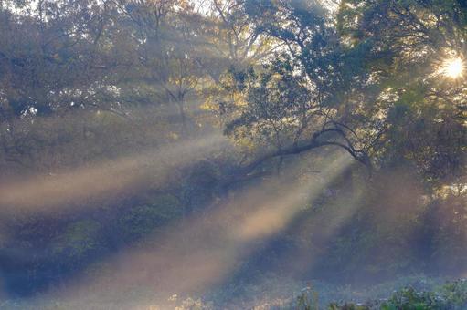 雑木林の光芒 光,自然,林の写真素材