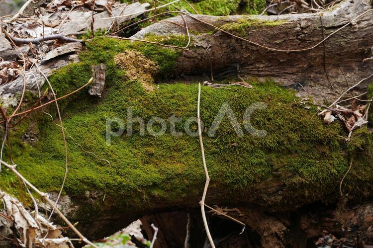 倒木の苔 苔,倒木,森の写真素材