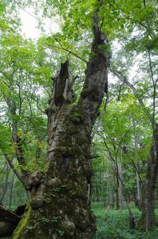大木 大木 栃木県,日光市,奥日光の写真素材