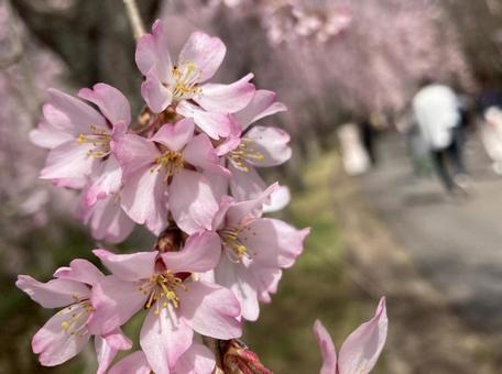 cherry blossoms, JPG cherry blossoms, JPG