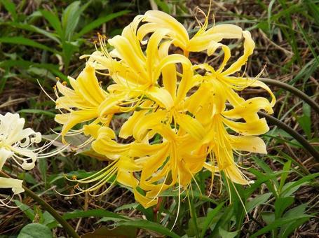 [Photo of cluster amaryllis] Scenery of cluster amaryllis blooming, JPG
