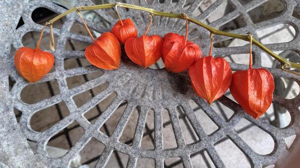 ほおずき ほおずき,秋,オレンジ色の写真素材