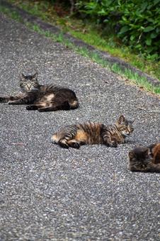 野良猫 野良猫の写真