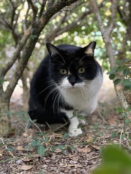 野良猫 野良猫 猫,白黒猫,野良猫の写真素材