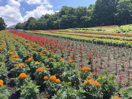 マリーゴールドの花畑 マリーゴールドの花畑 マリーゴールド,6月,7月の写真素材