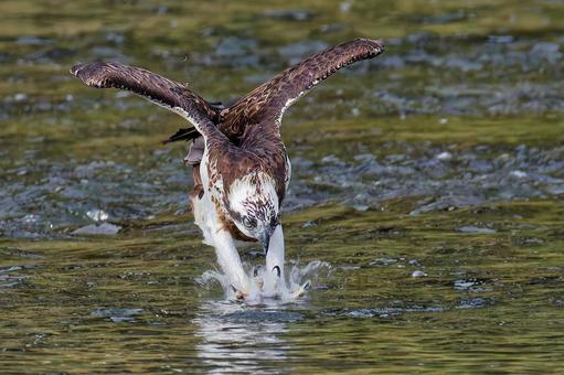 狩りをするミサゴ ミサゴ,鶚,ウオタカの写真素材