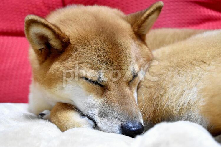 柴犬・睡眠 柴犬,柴,犬の写真素材