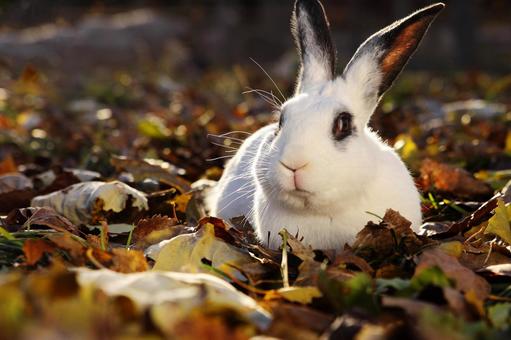 ペットのうさぎの写真