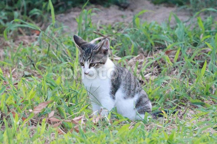 草むらに座る白サバ柄の子猫 子猫,猫,動物の写真素材