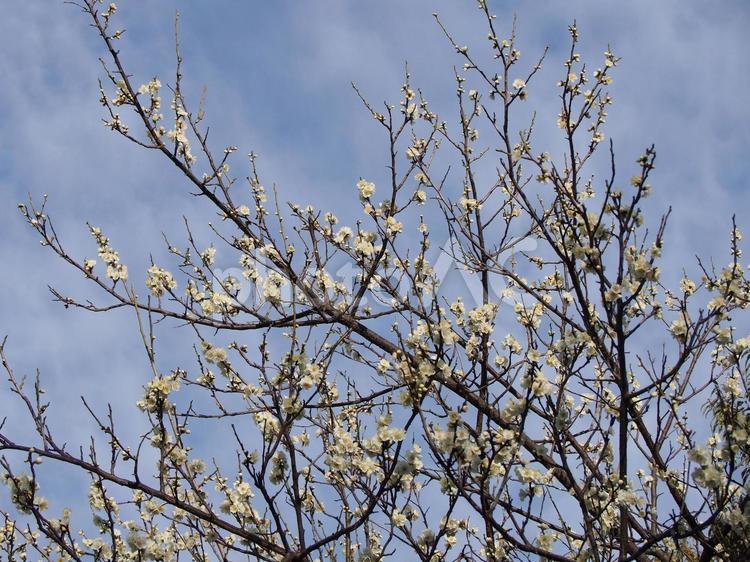 直近の白梅１・富士市今泉３丁目 白梅,早春,白いの写真素材