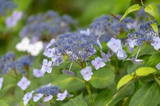 紫陽花のつぼみ 紫陽花のつぼみの写真