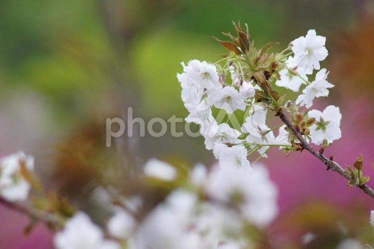 里桜-62 桜,サトザクラ,白の写真素材