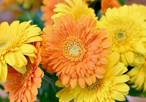 ガーベラ ガーベラ ガーベラ,花束,黄色の写真素材
