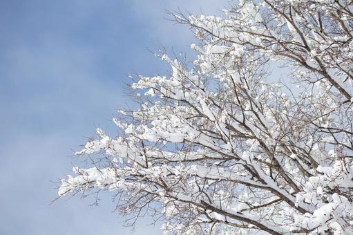 初雪の朝 雪,冬,初雪の写真素材