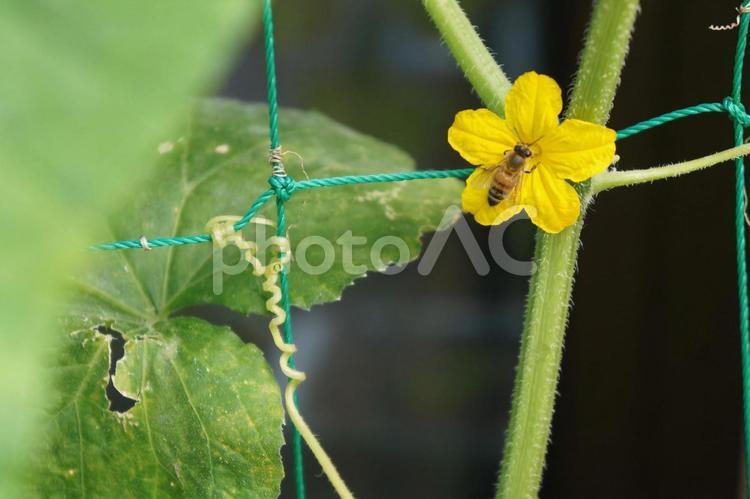 きゅうりの花と きゅうり,花,ハチの写真素材