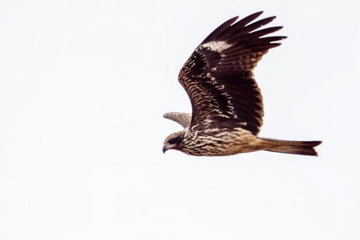 トビの飛翔⑶ トビ,トンビ,鳥類の写真素材