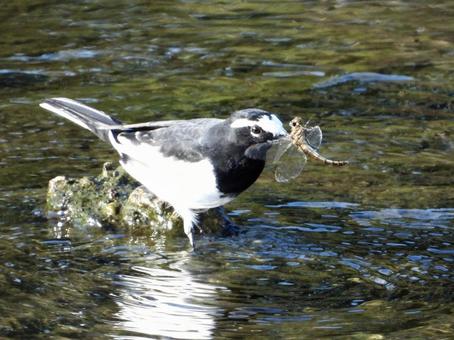 川面でトンボを咥えるセグロセキレイの写真