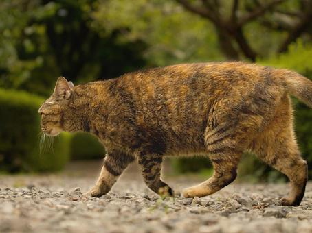 Stray cat walking in the park, JPG