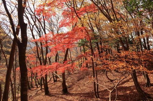 紅葉　霊仙山　４ 紅葉,秋,山道の写真素材