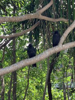 枝にとまる2羽のカラス 枝にとまる2羽のカラスの写真