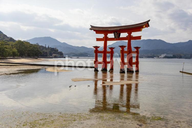 厳島神社付近から見た大鳥居と引き潮 厳島神社,宮島,引き潮の写真素材