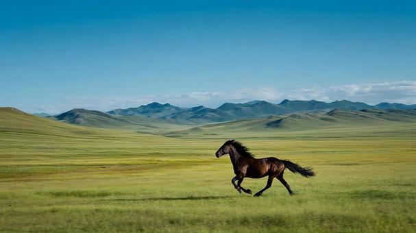 自由に走る野生の馬 自由に走る野生の馬の写真