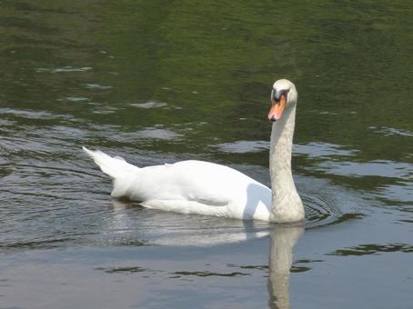 白鳥 白鳥の写真