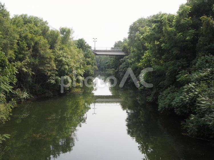公園の中を流れる小さな川 川,小川,河川の写真素材